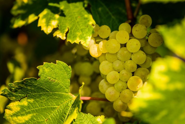 Sauvignon Blanc – für welche Speisen eignet sich der Wein am besten? – Geschmack