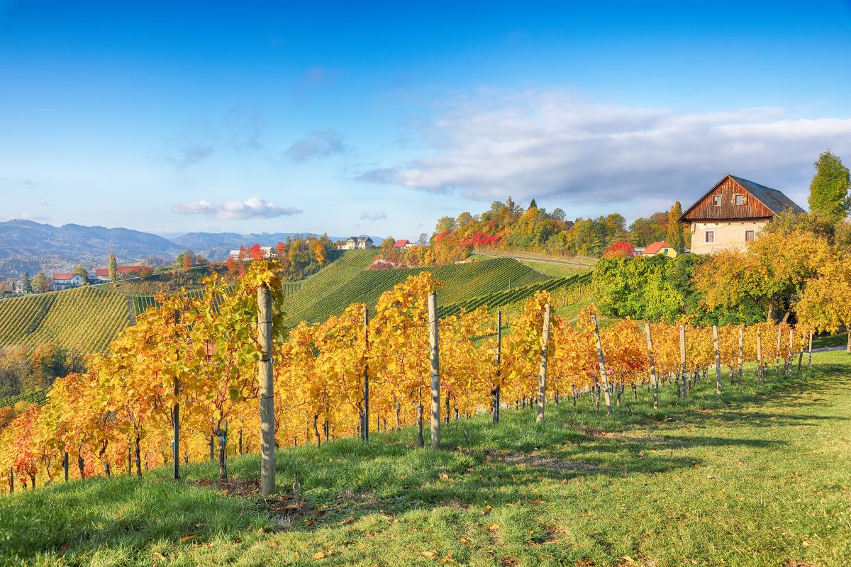 Weine in Österreich genießen
