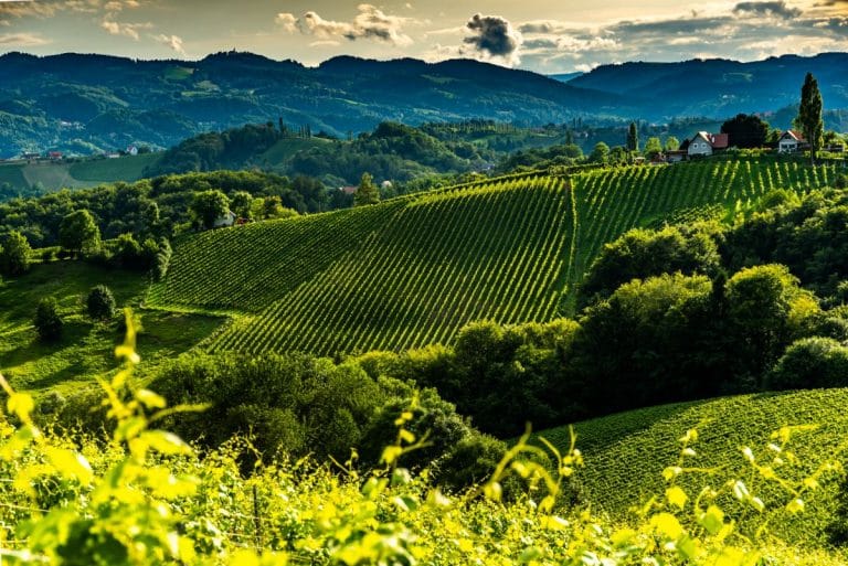 Österreichs Weinwirtschaft 2026: Die wichtigsten Events in Österreich